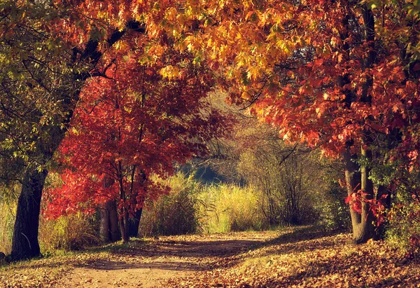 Smutsig väg i den färgglada skogen — Stockfoto