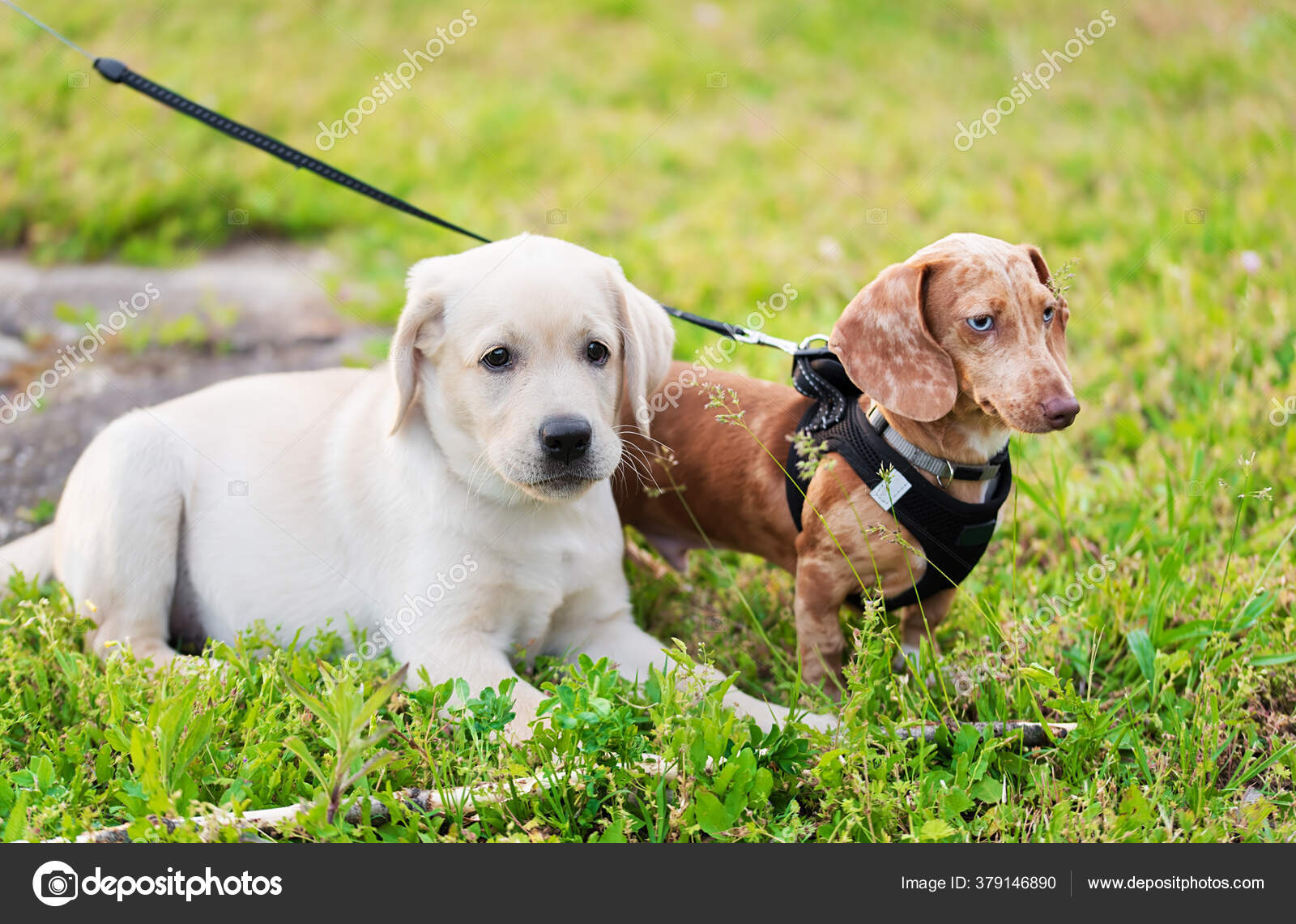 Labrador Dachshund Puppy Looking Something Field — Stock Photo