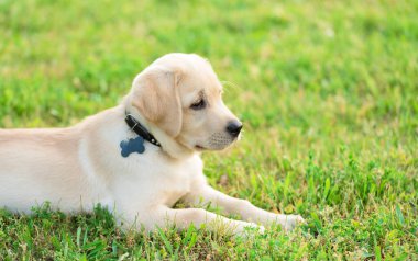Yeşil renkli küçük Labrador Retriever portresi