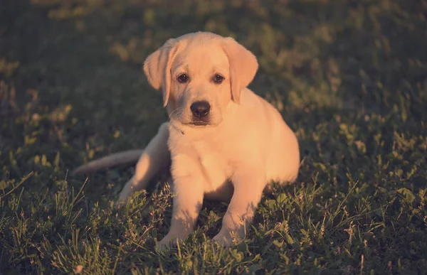 Labrador Retriever Hund Sitzt Sonnenuntergang — Stockfoto