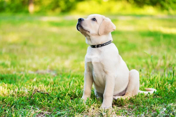 可爱的拉布拉多小狗坐在绿地里 — 图库照片