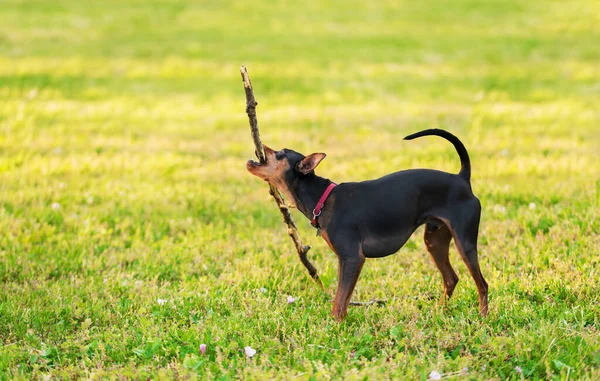 Miniatura Pinscher Jogar Com Pau Parque — Fotografia de Stock