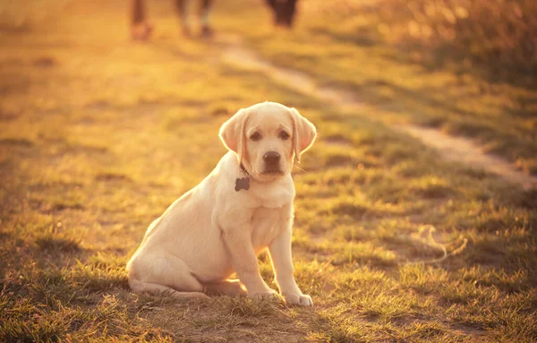 Portret Van Een Labrador Retriever Hond Bij Zonsondergang — Stockfoto