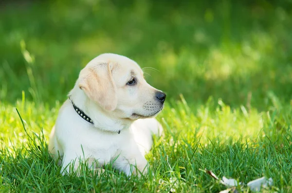 Labrador Retriever Welpe Entspannt Gras — Stockfoto