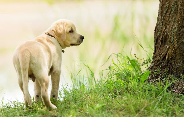 Labrador Retriever Szczeniak Parku — Zdjęcie stockowe