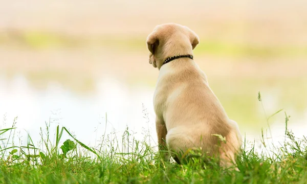 Kleine Labrador Puppy Zittend Het Gras Vlakbij Het Meer Achteraanzicht — Stockfoto