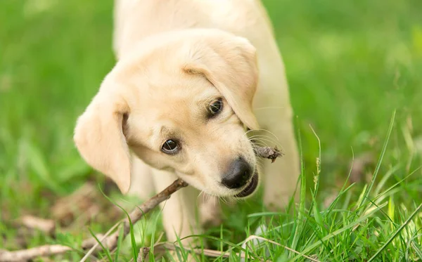 Labrador Cachorro Jugando Con Palo Foto Primer Plano — Foto de Stock