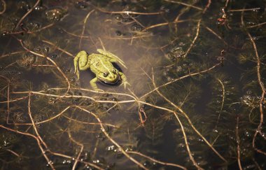 Gölde yeşil kurbağa