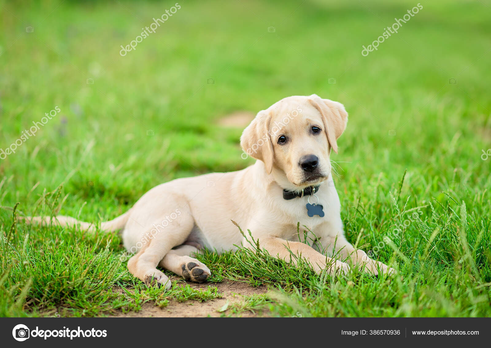 Labrador Retriever Puppy Posing Camera Green Park ⬇ Stock Photo, Image