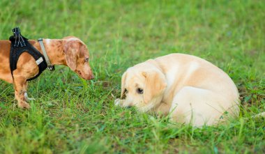 Üzgün Labrador av köpeği ve arkadaşı