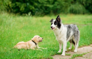 Border collie dog ve parktaki arkadaşı