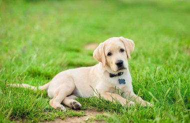 Labrador av köpeği yeşil parktaki kameraya poz veriyor. 