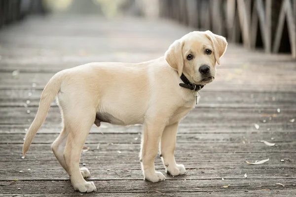 Liebenswerter Labrador Retriever Hund Auf Der Holzbrücke — Stockfoto