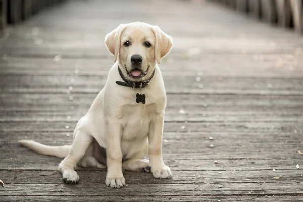 Schattige Labrador Retriever Hond Houten Brug — Stockfoto