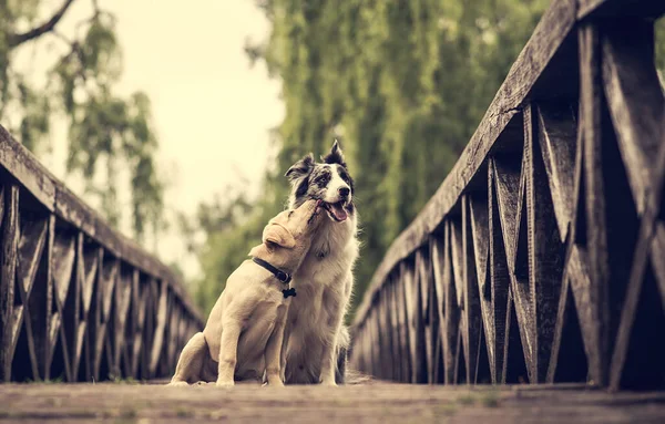 Border Collie Hond Zijn Vriend Brug — Stockfoto