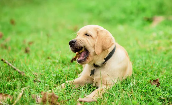 Labrador puppy playing with a stick. Closeup photo