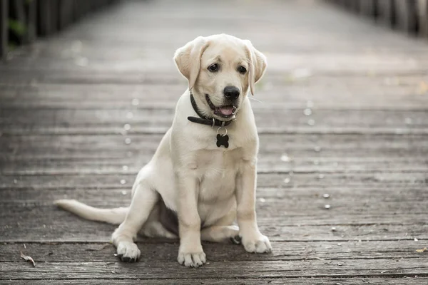 Bedårande Labrador Retriever Hund Träbron — Stockfoto