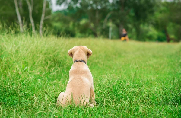 Foto Van Een Hond Het Park Achteraanzicht Labrador Hond Zoek — Stockfoto