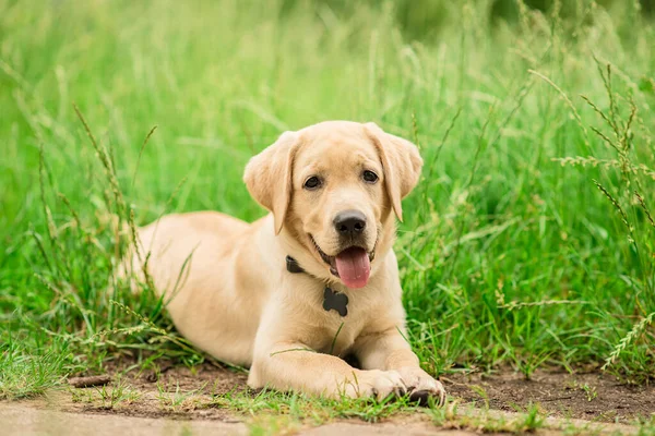 Λαμπραντόρ Retriever Κουτάβι Αναπαύεται Στο Πράσινο Πάρκο — Φωτογραφία Αρχείου