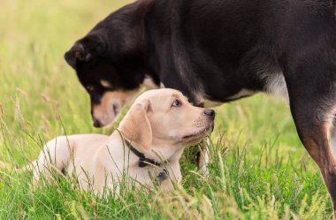 Parktaki iki köpeğin fotoğrafı. 