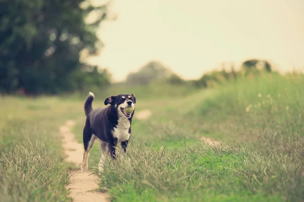 Misto Cane Giocare Con Sua Palla Nel Parco — Foto Stock