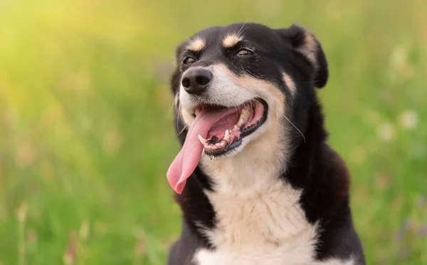 夏の日に公園で混合犬の頭の閉鎖写真 — ストック写真