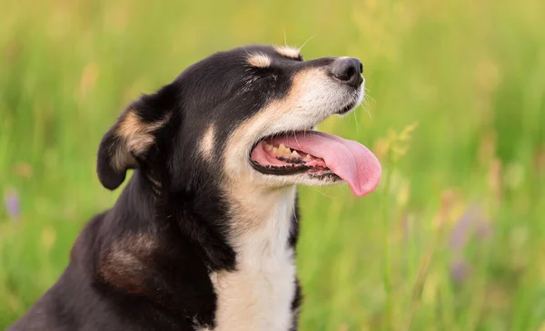 Foto Close Uma Cabeça Cão Misto Parque Dia Verão — Fotografia de Stock