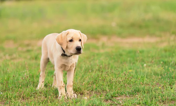 Zdjęcie Psa Labradora Retrievera Przyrodzie — Zdjęcie stockowe