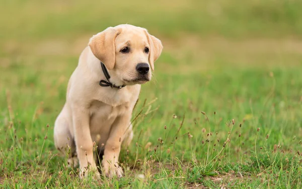 Labrador Retriever Cão Sentado Natureza — Fotografia de Stock