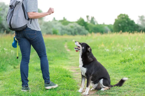 Cão Misto Olhar Seu Dono Treinamento Cão Campo — Fotografia de Stock