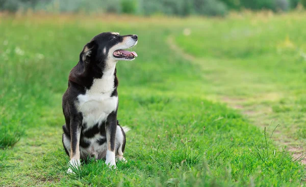 自然の中で混じった犬の肖像写真 — ストック写真