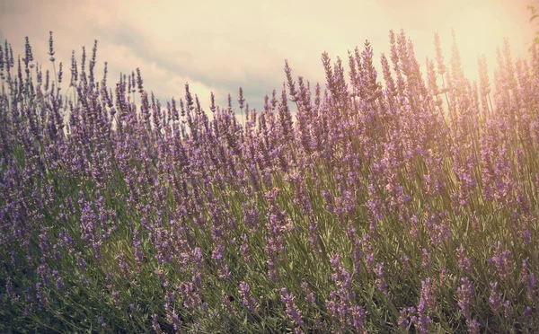 Sonnenuntergang Über Einem Violetten Lavendelfeld Der Provence — Stockfoto