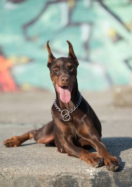 Doberman duvar yazısının önünde köpeğini ezer.