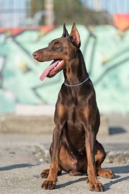 Doberman duvar yazısının önünde köpeğini ezer.