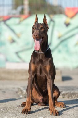 Doberman duvar yazısının önünde köpeğini ezer.