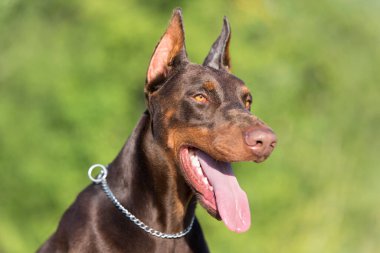 Bir doberman pinscher kafasının yakın plan fotoğrafı.