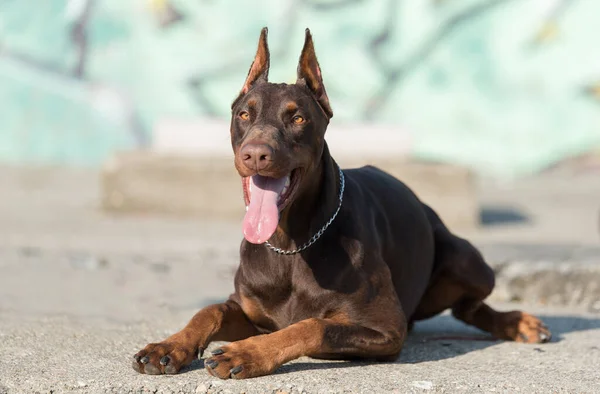 Doberman Pinscher Pies Przed Ścianą Graffiti — Zdjęcie stockowe