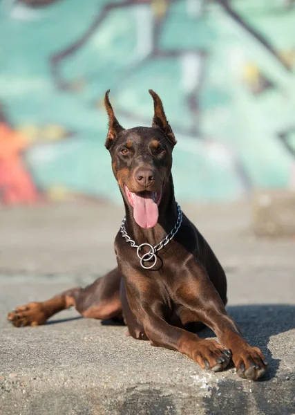 落書きの壁の前にドバーマンピンチャー犬 — ストック写真