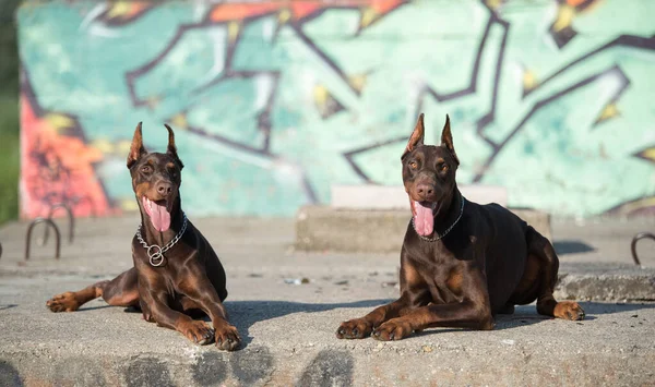 Doberman Pinscher Pes Před Graffiti Zeď — Stock fotografie