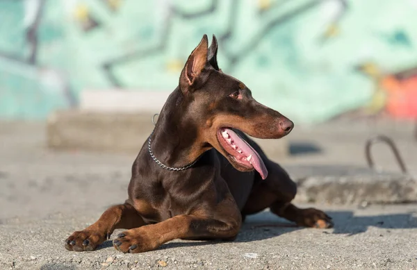 Doberman Pinscher Pies Przed Ścianą Graffiti — Zdjęcie stockowe