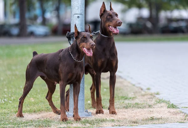 Dwa Przykuta Doberman Psy Parku — Zdjęcie stockowe