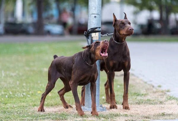 Two Chained Doberman Dogs Park — Stock Photo, Image