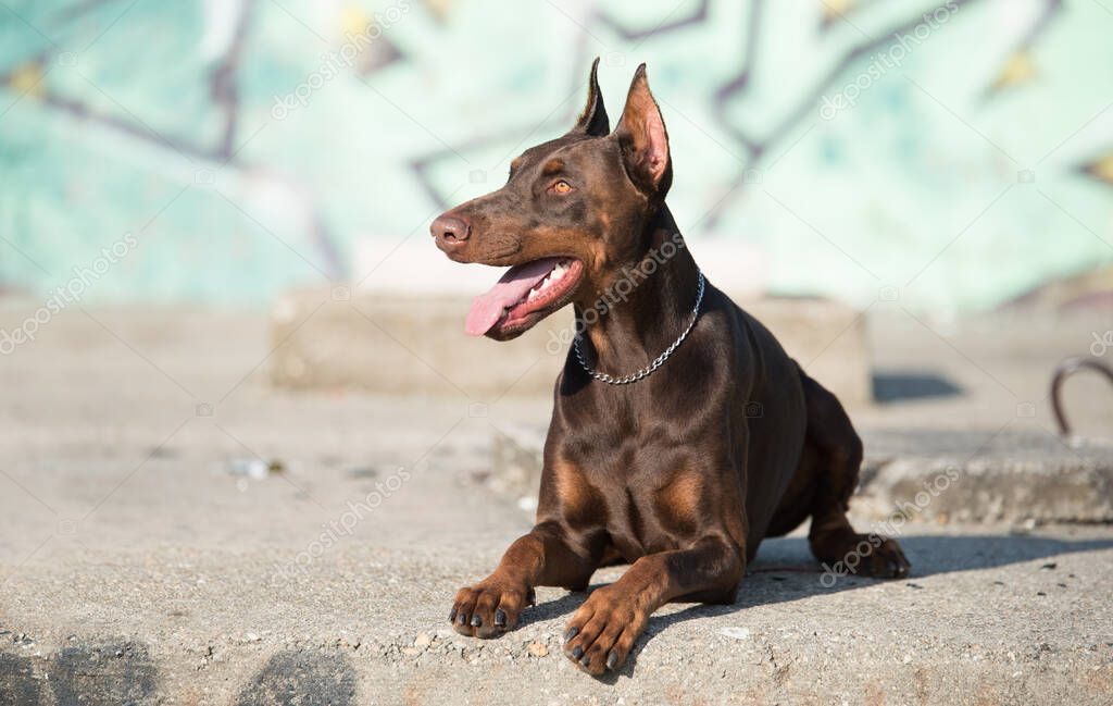 Doberman pinscher dog before a graffiti wall