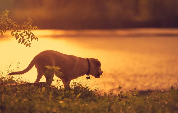 Labrador Cão Natureza Pôr Sol — Fotografia de Stock