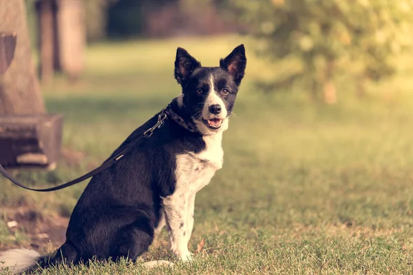 Zbliżenie Zdjęcie Collie Granicznej Parku — Zdjęcie stockowe