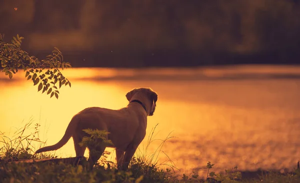 拉布拉多犬在日落时分出现在自然界中 — 图库照片