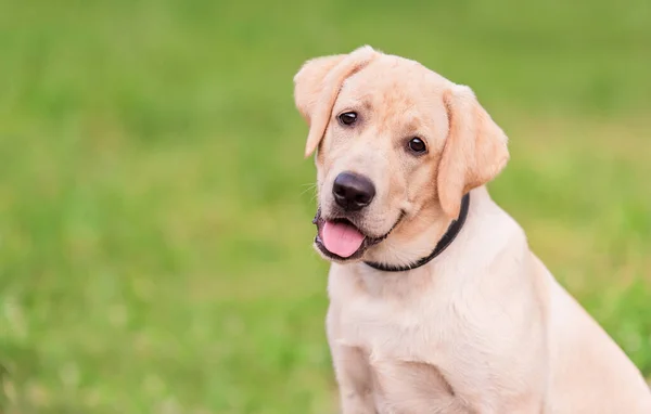 Porträt Eines Labrador Retriever Hundes Der Natur — Stockfoto