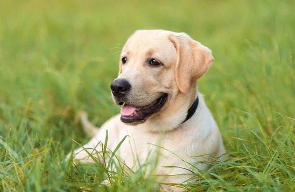 Retrato Cão Labrador Retriever Natureza — Fotografia de Stock