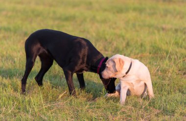 Siyah ve sarı Labrador av köpeği parkta oynuyor.