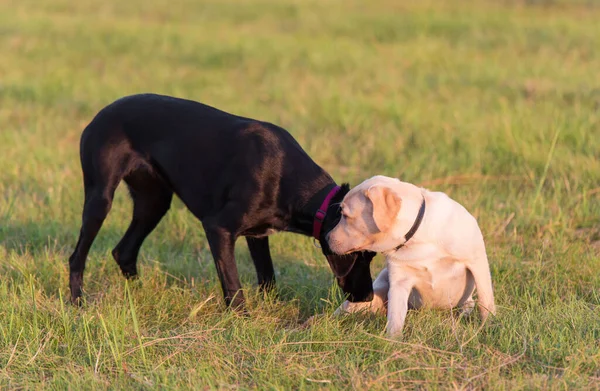 Černožlutý Labradorský Retrívr Hrající Parku — Stock fotografie